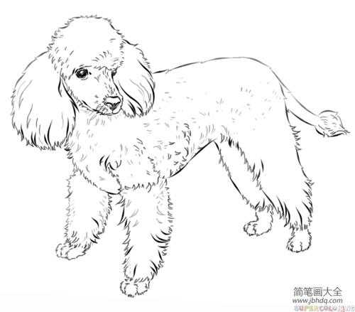 贵宾犬运动造型（贵宾犬运动造型怎么画）