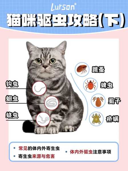 宠物猫为什么要驱虫（为什么猫需要驱虫）