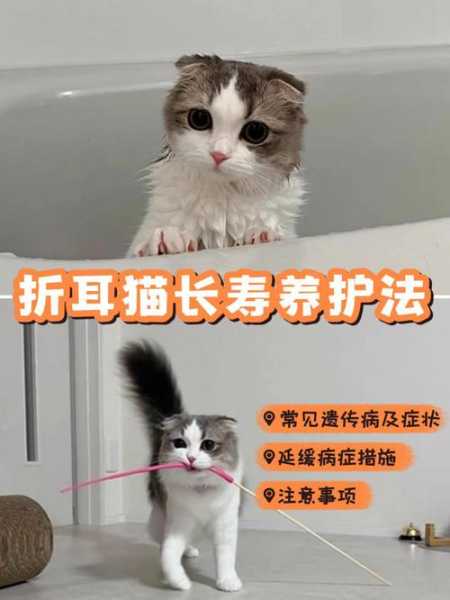 折耳猫怎么养不会生病（折耳猫怎么让它舒服）