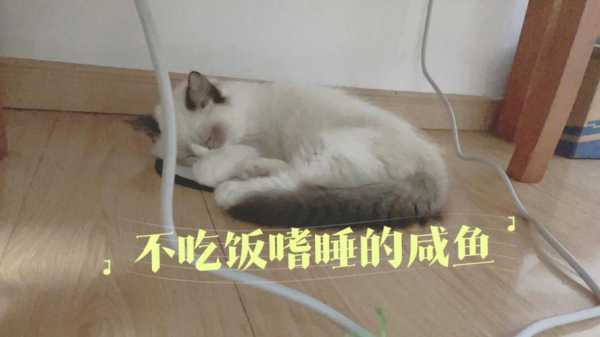 猫咪偷吃咸鱼后会怎么样（猫咪吃了咸鱼怎么办）