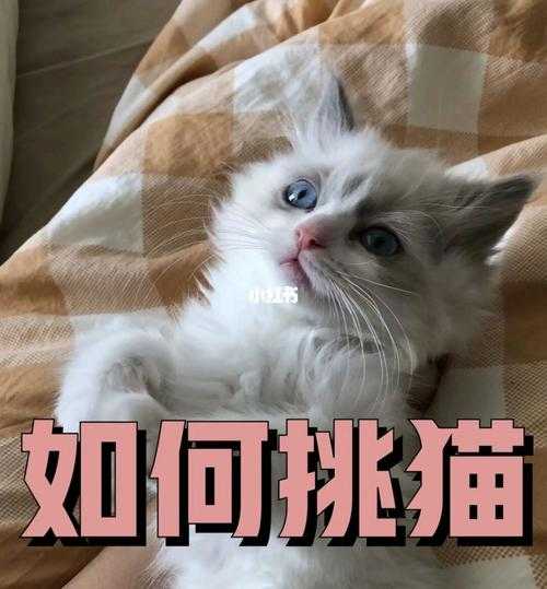 怎么调教出一只优秀的猫（怎么调教出一只优秀的猫呢）