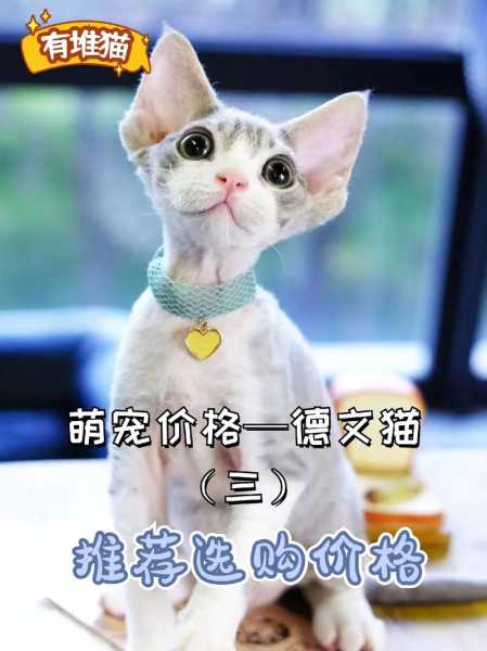 德文卷毛猫市场价格（德文卷毛猫价格走势图）