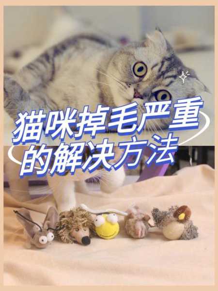 猫换毛期怎么办（猫换毛期毛会变糙吗）