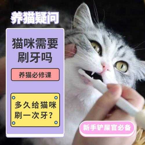 猫多久刷一次牙比较好（猫多少时间刷一次牙）