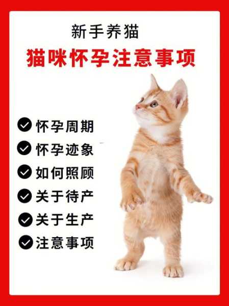 猫咪怀孕需要注意什么事项和饮食（猫咪怀孕要注意哪些事项）