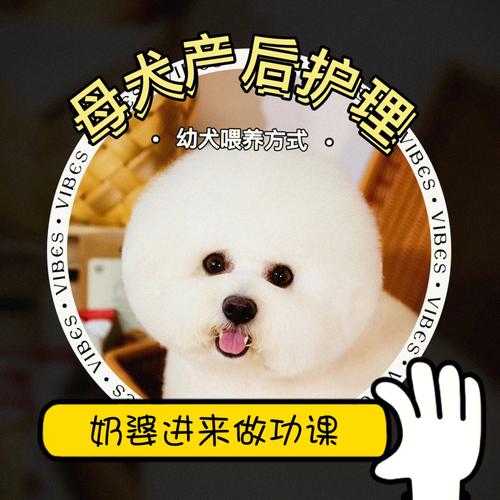 母犬生产后怎么护理（母犬产仔注意事项）