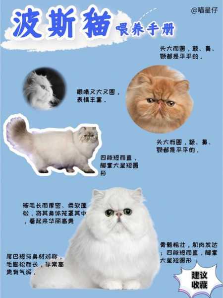 波斯猫喂养方法及波斯猫品种（波斯猫喂养注意事项）