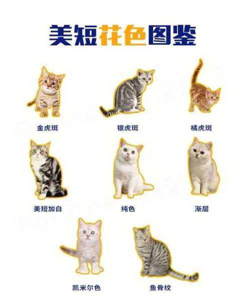 新手挑选异国短毛猫的技巧（异国短毛猫性格优缺点）