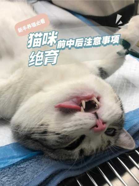 猫咪什么情况不可以打疫苗（猫咪什么情况下不能做绝育）