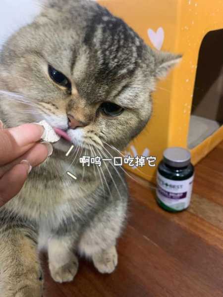 猫咪乱吃东西是什么原因（猫爱乱吃东西怎么办）