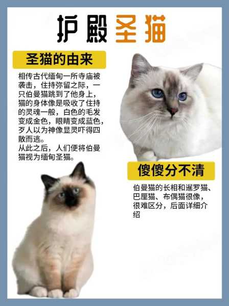 伯曼猫的喂养方法是什么（伯曼猫的喂养方法是什么呢）