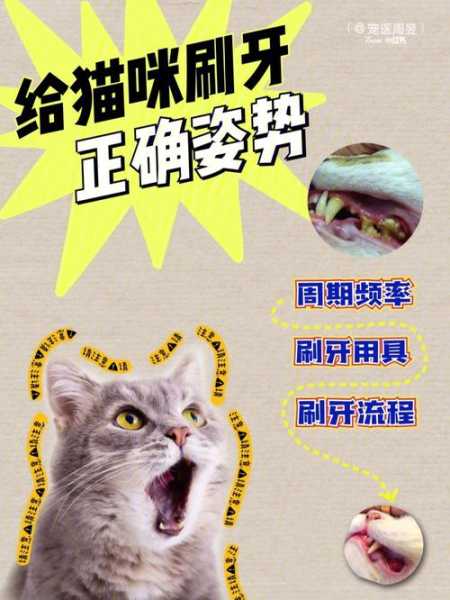 怎么给猫洗牙齿（怎么给猫洗牙齿最好）