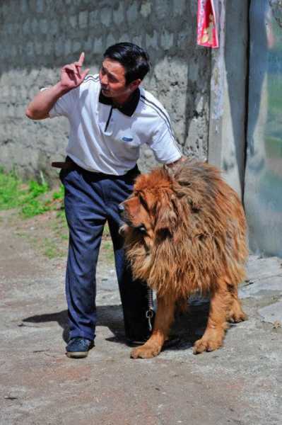 藏獒如何训练基本动作的（藏獒怎么训）