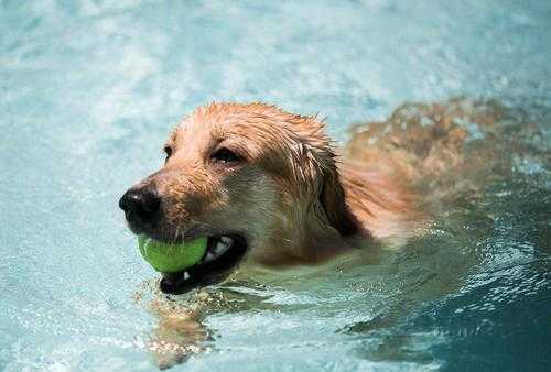 金毛犬居然是个游泳健将的人（金毛犬游泳视频）