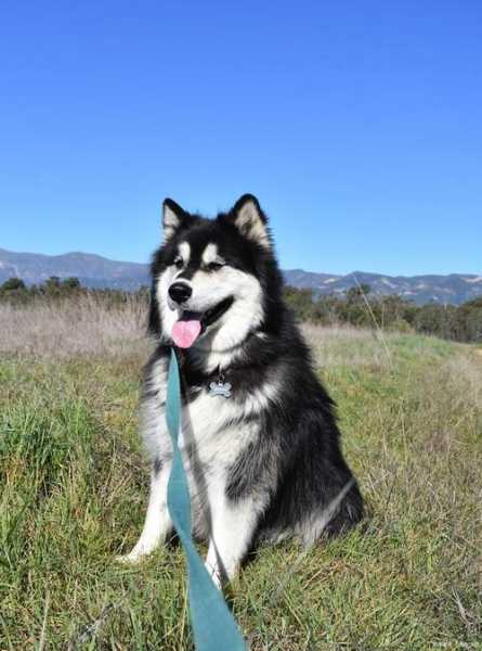 阿拉斯加犬喂什么最好（阿拉斯加犬平时喂什么）