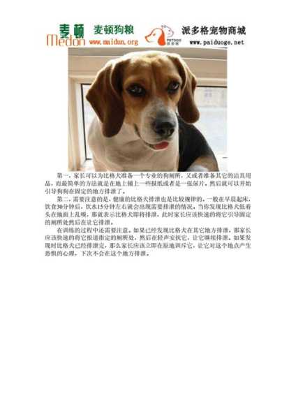 比格犬怎么训练,训练比格犬的注意事项（比格犬怎么训练,训练比格犬的注意事项）