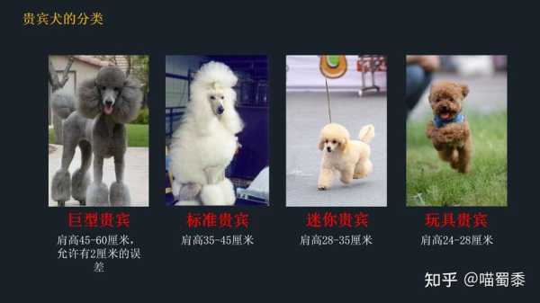 贵宾犬和泰迪犬有什么区别（贵宾犬和泰迪犬是一个品种吗）