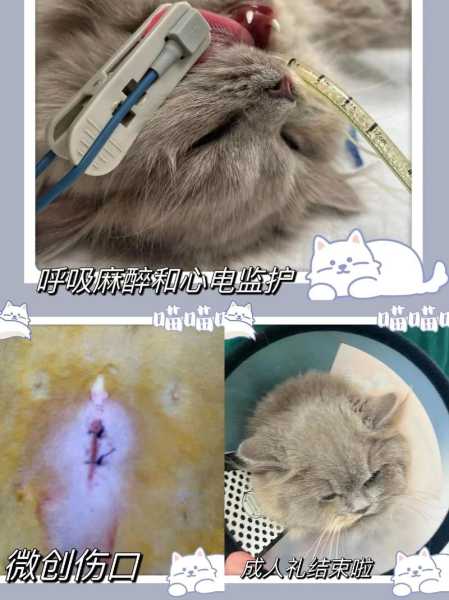 给猫做绝育猫会怎么样（给猫做绝育有什么好处和坏处）