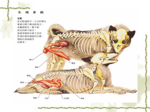 宠物犬的生理和行为特征有哪些（犬类生理知识）