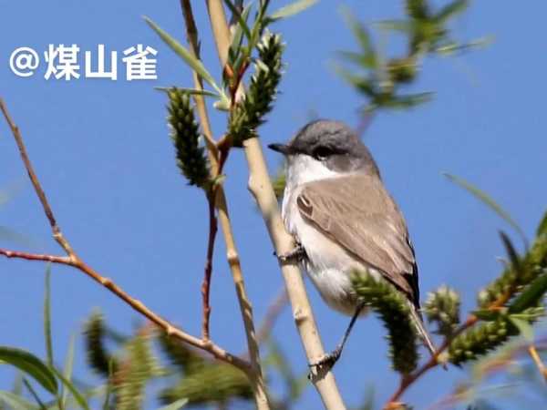 煤山雀饲养方法吃什么水果（煤山雀最佳配食）