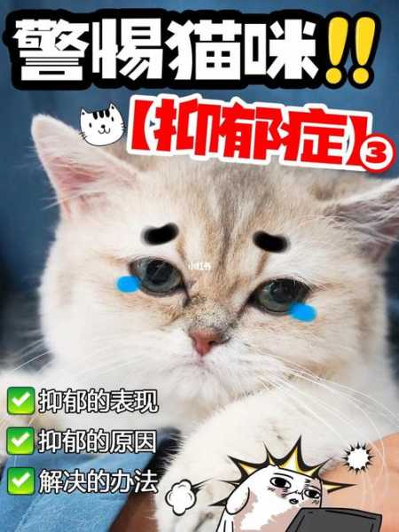 猫咪焦虑抑郁症的管理措施（猫咪焦虑抑郁症的管理措施）