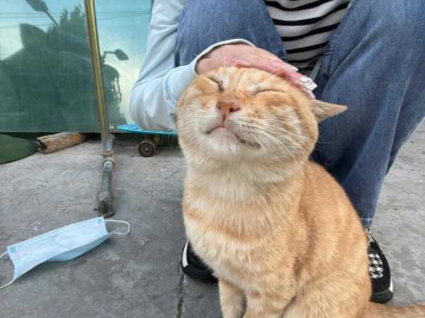 猫咪翻脸前有什么征兆图片（猫咪突然翻脸）