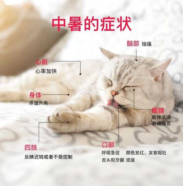 猫咪中暑现象（猫咪中暑的现象）