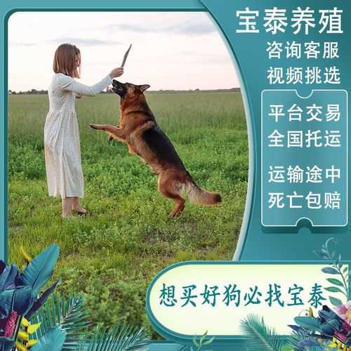 怎么能让成年牧羊犬保护自己（怎么让牧羊犬听话）