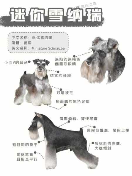 如何挑选小型雪纳瑞犬视频（怎么挑选雪纳瑞幼犬的视频）