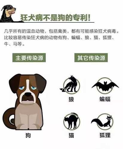 宠物是啥情况（什么情况下宠物会携带狂犬病毒）