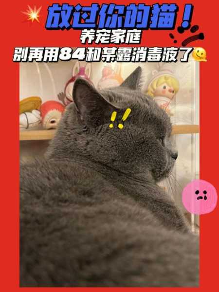 猫咪可以闻84消毒液吗（小猫能闻84消毒水的味道吗）