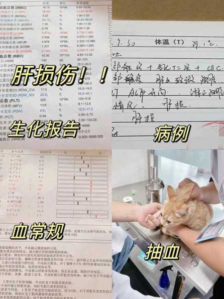 猫咪呕吐就医证明（猫咪呕吐去看医生大概需要多少钱）