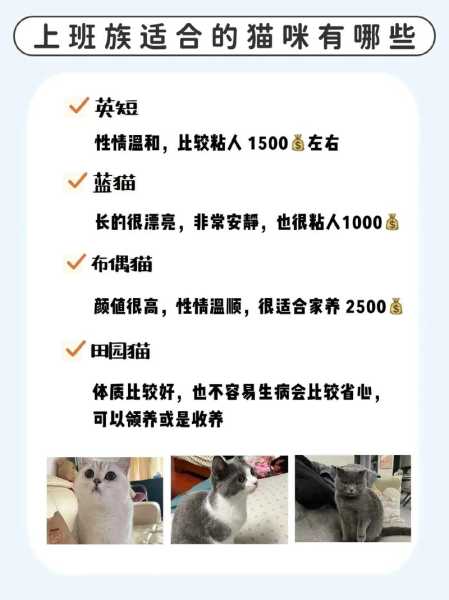 怎么养让猫咪喜欢自己（怎样让猫咪喜欢自己?）