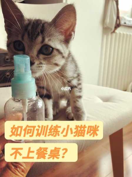 猫怎么训练不上桌子（怎么训练猫不上餐桌）