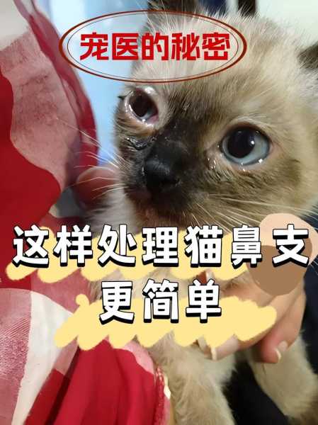 猫咪鼻子是怎么回事（宠物猫鼻子）