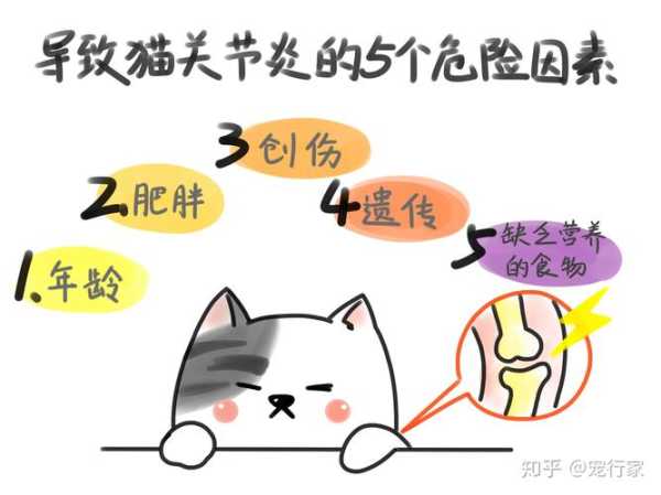 猫关节问题通常表现为（猫关节问题通常表现为哪些）