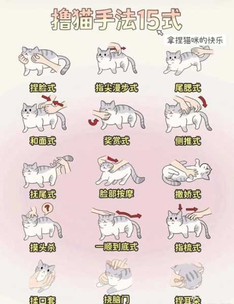 怎么训练猫咪不咬人不抓人（怎么训练猫不咬人不伸爪子）