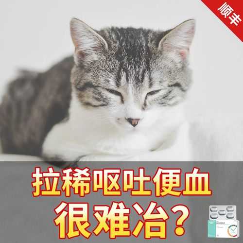 刚养猫咪不拉屎怎么办呢（刚养猫咪不拉屎怎么办呢吃什么药）