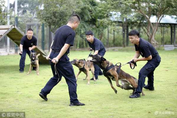 如何把狗狗训练成警犬呢（如何把一只狗训练成警犬的类型）