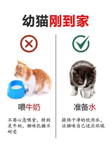 刚接回家的猫要怎么办（刚接回家的猫咪要多久才能养熟）