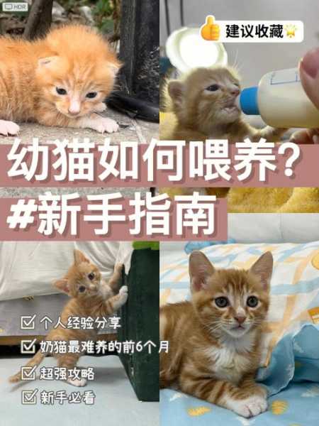 小猫刚接到家里应该怎么喂（小猫刚接回家该怎么做）