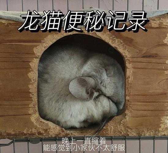 如何处理龙猫便秘和抽搐的关系（龙猫便秘帮你壮用量）