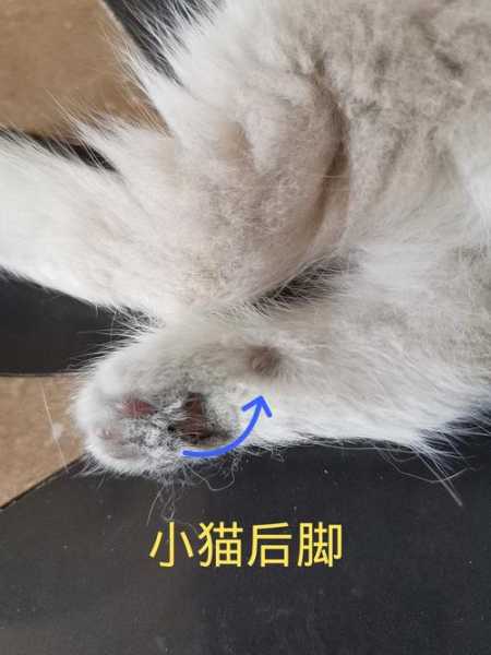 新生小猫腿部畸形的治疗费用（新生猫咪腿残疾 会自己好吗）