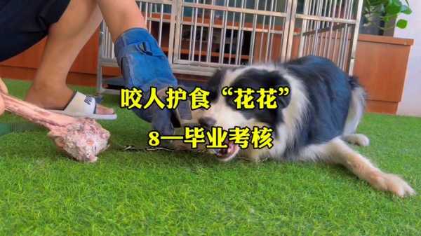 边境牧羊犬如何训练才不咬人（边境牧羊犬怎么样开始训）