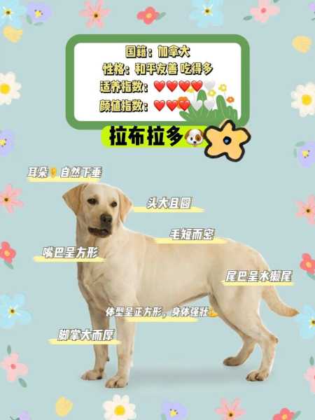 拉布拉多寻回犬简介（拉布拉多寻回犬优缺点）