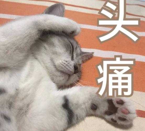 小猫咪太调皮了怎么办（猫咪像疯了一样窜来窜去）