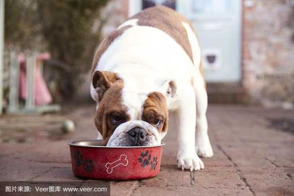 英国斗牛犬在饲养期间吃什么（英国斗牛犬喜欢吃什么零食）