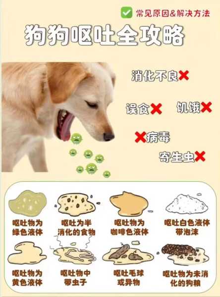 边境牧羊犬呕吐的原因（边牧犬呕吐怎么办）