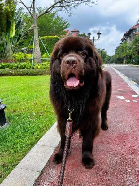 纽芬兰犬凶不凶（纽芬兰犬会保护主人吗）