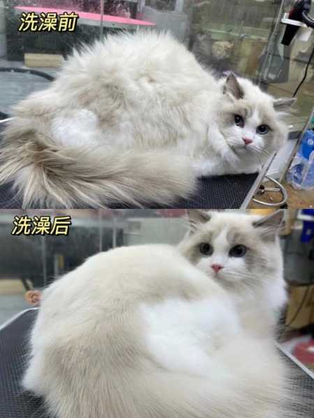 猫咪使用人的沐浴露（猫咪使用人的沐浴露 洗完澡后有点痒怎么办）